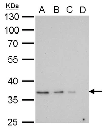 Anti-GAPDH antibody [GT239] used in Western Blot (WB). GTX627408