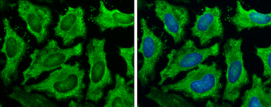 Anti-GAPDH antibody [GT239] used in Immunocytochemistry/ Immunofluorescence (ICC/IF). GTX627408