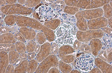 Anti-GAPDH antibody [GT239] used in IHC (Paraffin sections) (IHC-P). GTX627408