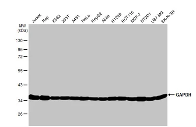 Anti-GAPDH antibody [GT239] used in Western Blot (WB). GTX627408