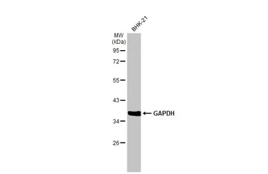 Anti-GAPDH antibody [GT239] used in Western Blot (WB). GTX627408