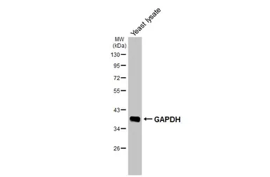 Anti-GAPDH antibody [GT239] used in Western Blot (WB). GTX627408