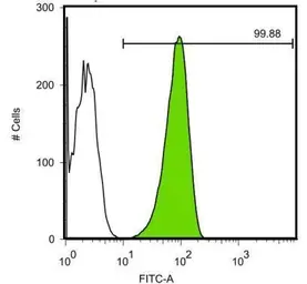 Anti-Oct4 antibody [GT486] used in Flow cytometry (FCM). GTX627419