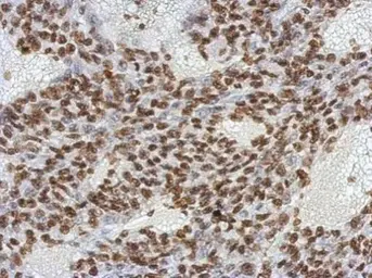 Anti-Oct4 antibody [GT486] used in IHC (Paraffin sections) (IHC-P). GTX627419