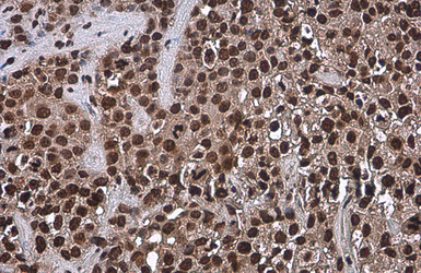 Anti-Oct4 antibody [GT486] used in IHC (Paraffin sections) (IHC-P). GTX627419