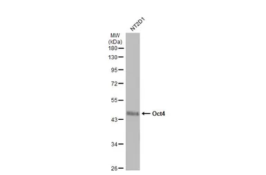 Anti-Oct4 antibody [GT486] used in Western Blot (WB). GTX627419