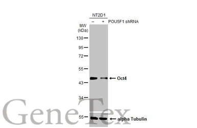 Anti-Oct4 antibody [GT486] used in Western Blot (WB). GTX627419
