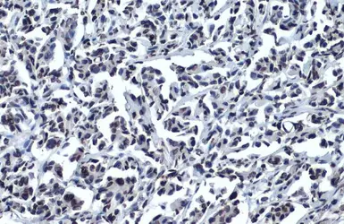 Anti-Oct4 antibody [GT486] used in IHC (Paraffin sections) (IHC-P). GTX627419