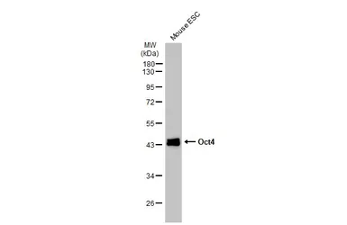 Anti-Oct4 antibody [GT486] used in Western Blot (WB). GTX627419