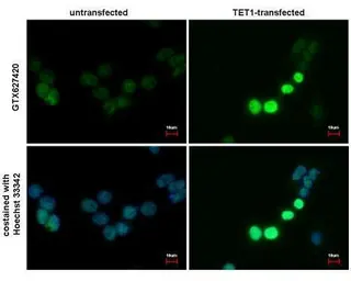 Anti-TET1 antibody [GT1462] used in Immunocytochemistry/ Immunofluorescence (ICC/IF). GTX627420