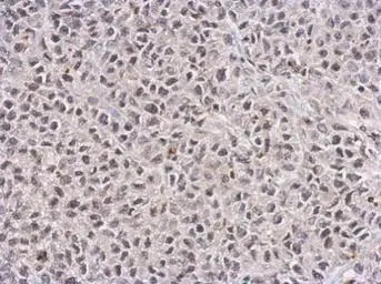 Anti-TET1 antibody [GT1462] used in IHC (Paraffin sections) (IHC-P). GTX627420