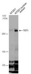 Anti-TET1 antibody [GT1462] used in Western Blot (WB). GTX627420