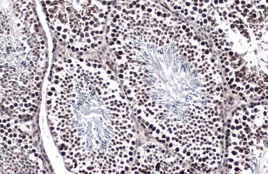 Anti-TET1 antibody [GT1462] used in IHC (Paraffin sections) (IHC-P). GTX627420
