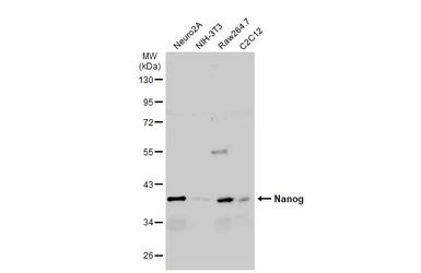 Anti-Nanog antibody [GT3312] used in Western Blot (WB). GTX627421