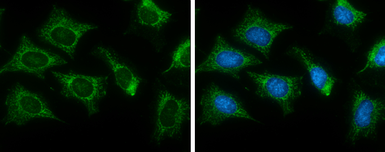 Anti-Citrate synthase antibody [GT2061] used in Immunocytochemistry/ Immunofluorescence (ICC/IF). GTX628144