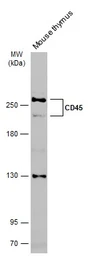 Anti-CD45RA antibody [GT0014] used in Western Blot (WB). GTX628507