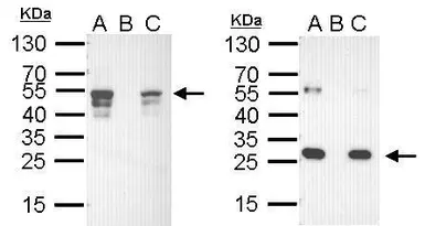 EasyBlot anti Goat IgG (HRP). GTX628547-01