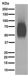 Anti-CD80 antibody [EPR1157(2)] used in Western Blot (WB). GTX62858