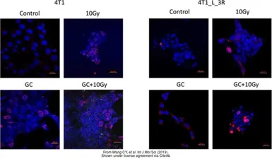Anti-Histone H2A.XS139ph (phospho Ser139) antibody [GT2311] used in Immunocytochemistry/ Immunofluorescence (ICC/IF). GTX628789