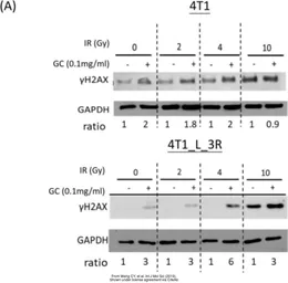 Anti-Histone H2A.XS139ph (phospho Ser139) antibody [GT2311] used in Western Blot (WB). GTX628789