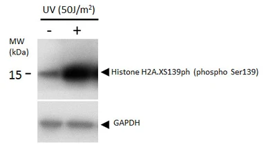 Anti-Histone H2A.XS139ph (phospho Ser139) antibody [GT2311] used in Western Blot (WB). GTX628789