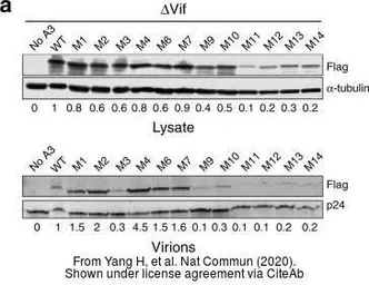 Anti-alpha Tubulin antibody [GT114] used in Western Blot (WB). GTX628802