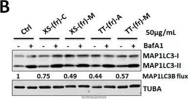 Anti-alpha Tubulin antibody [GT114] used in Western Blot (WB). GTX628802