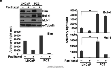 Anti-alpha Tubulin antibody [GT114] used in Western Blot (WB). GTX628802