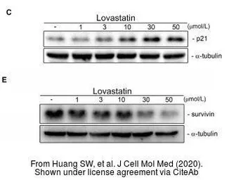 Anti-alpha Tubulin antibody [GT114] used in Western Blot (WB). GTX628802