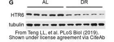 Anti-alpha Tubulin antibody [GT114] used in Western Blot (WB). GTX628802