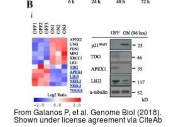 Anti-alpha Tubulin antibody [GT114] used in Western Blot (WB). GTX628802