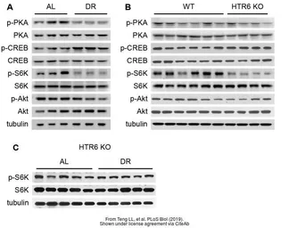 Anti-alpha Tubulin antibody [GT114] used in Western Blot (WB). GTX628802