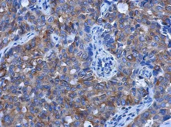 Anti-alpha Tubulin antibody [GT114] used in IHC (Paraffin sections) (IHC-P). GTX628802