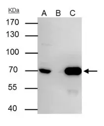 Anti-Lamin B2 antibody [GT144] used in Immunoprecipitation (IP). GTX628803