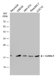 Anti-Cofilin 1 antibody [GT567] used in Western Blot (WB). GTX628804