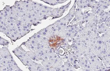Anti-Pancreatic Polypeptide antibody [GT6512] used in IHC (Paraffin sections) (IHC-P). GTX628832