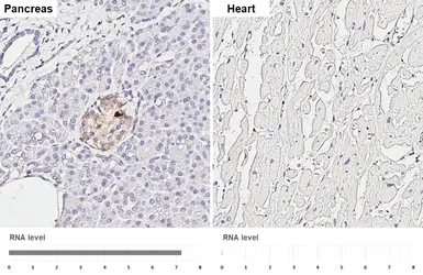 Anti-Pancreatic Polypeptide antibody [GT6512] used in IHC (Paraffin sections) (IHC-P). GTX628832
