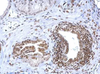 Anti-HMGB1 antibody [GT348] used in IHC (Paraffin sections) (IHC-P). GTX628835