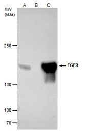 Anti-EGFR antibody [GT133] used in Immunoprecipitation (IP). GTX628887