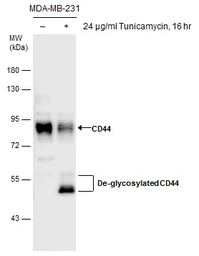 Anti-CD44 antibody [GT462] used in Western Blot (WB). GTX628895