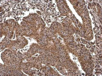Anti-COX4 antibody [GT854] used in IHC (Paraffin sections) (IHC-P). GTX628901