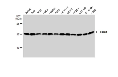 Anti-COX4 antibody [GT854] used in Western Blot (WB). GTX628901