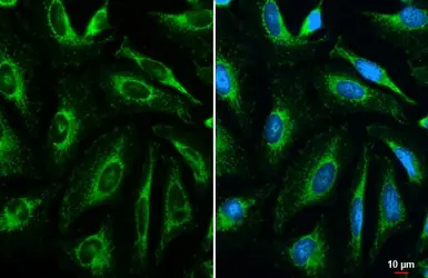 Anti-COX4 antibody [GT854] used in Immunocytochemistry/ Immunofluorescence (ICC/IF). GTX628901