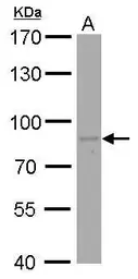 Anti-PAF49 antibody [GT7212] used in Western Blot (WB). GTX629075