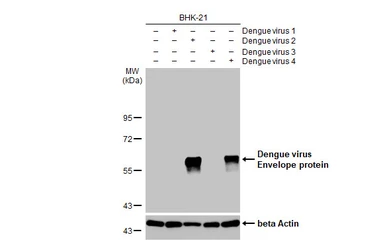 Anti-Dengue virus Envelope protein antibody [GT214] used in Western Blot (WB). GTX629116