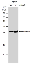 Anti-HMGB1 antibody [GT412] used in Western Blot (WB). GTX629400