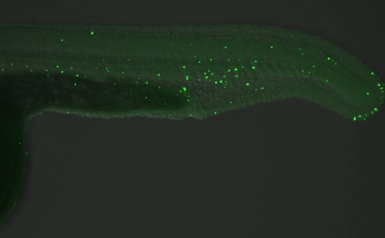 Anti-5-Methylcytosine / 5-mC antibody [GT4111] used in IHC (Whole mount) (IHC-Wm). GTX629448