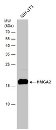 Anti-HMGA2 antibody [GT763] used in Western Blot (WB). GTX629478