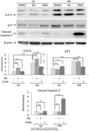 Anti-p21 Cip1 antibody [GT1032] used in Western Blot (WB). GTX629543
