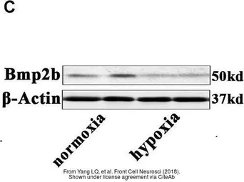 Anti-beta Actin antibody [GT5512] used in Western Blot (WB). GTX629630